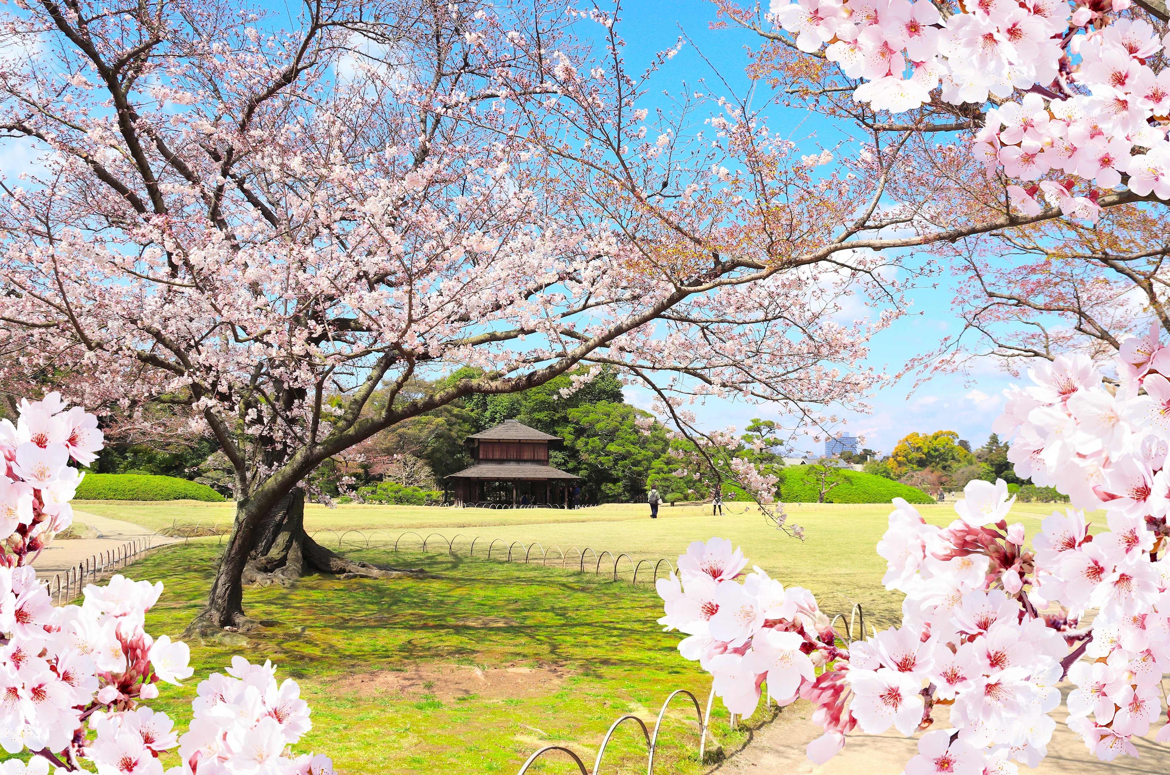 桜の写真
